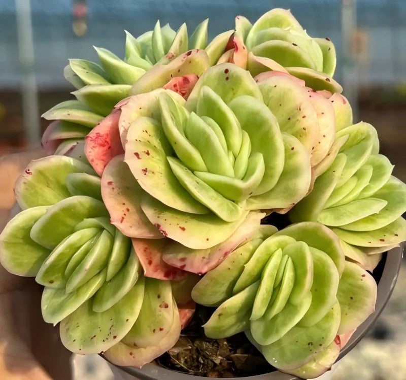 Variegated ice rose succulent in pot, pale green rosette with cream variegation and red flecks