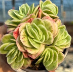 Variegated ice rose succulent rosette with pale green, cream, and speckled petals