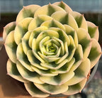 Variegated echeveria rosette with layered pale green and yellow leaves