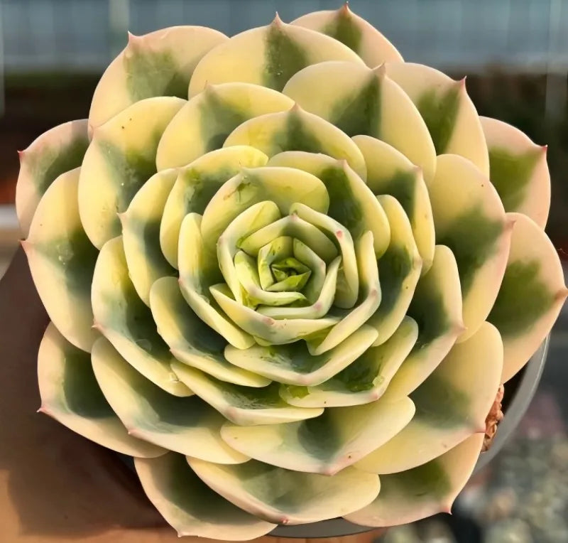 Variegated echeveria rosette with layered pale green and yellow leaves