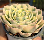 Variegated echeveria rosette in a shallow pot, pale green and cream leaves
