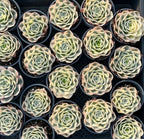 Variegated echeveria rosettes in trays, pale green leaves with lighter tips