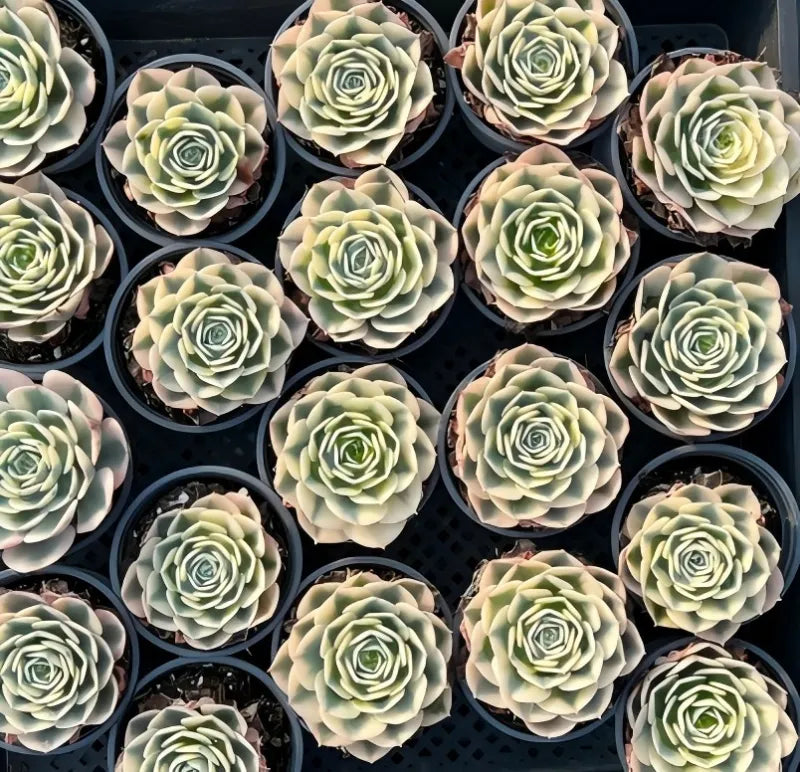 Variegated echeveria rosettes in trays, pale green leaves with lighter tips