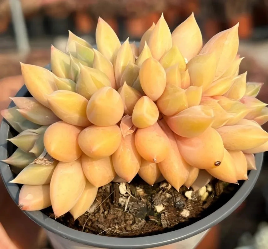 Golden yellow succulent rosette in dark pot, tight stacked leaves
