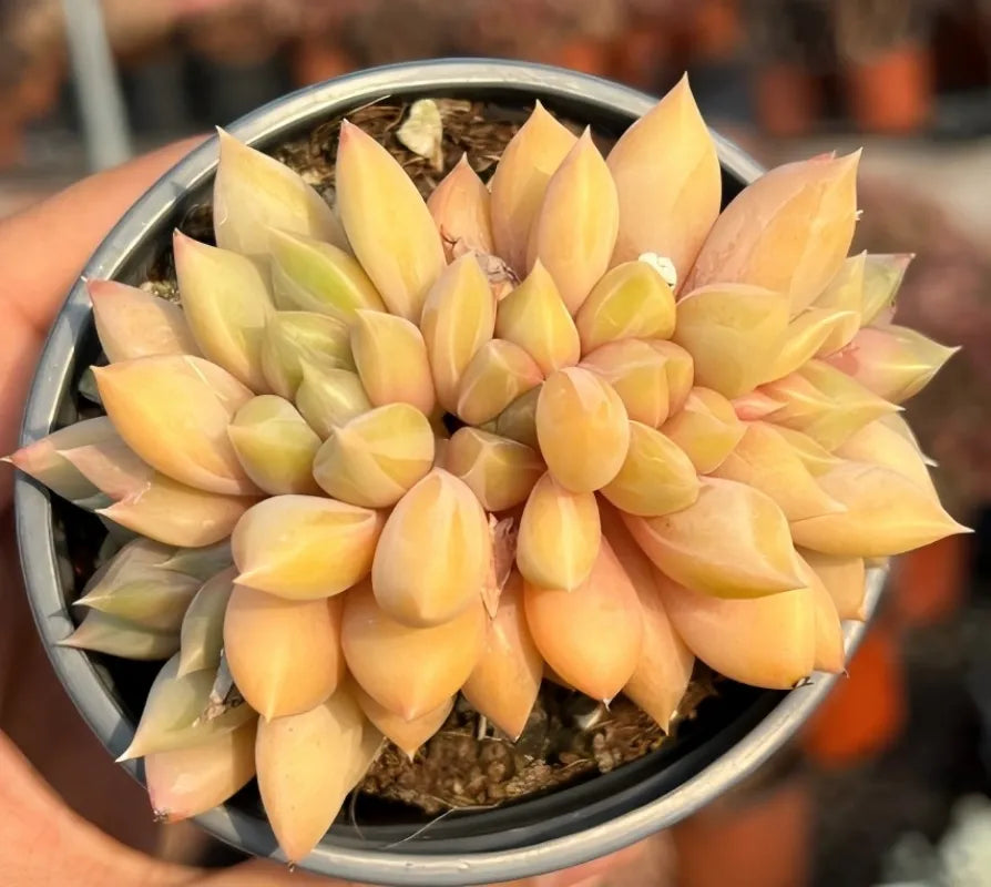 Yellow and peach succulent rosette in gray rim pot with gritty soil