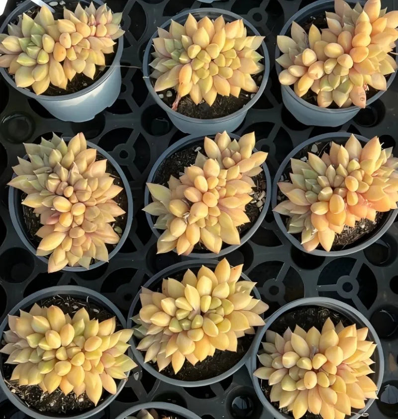 Set of small succulent rosettes in pots, pale yellow and cream leaves