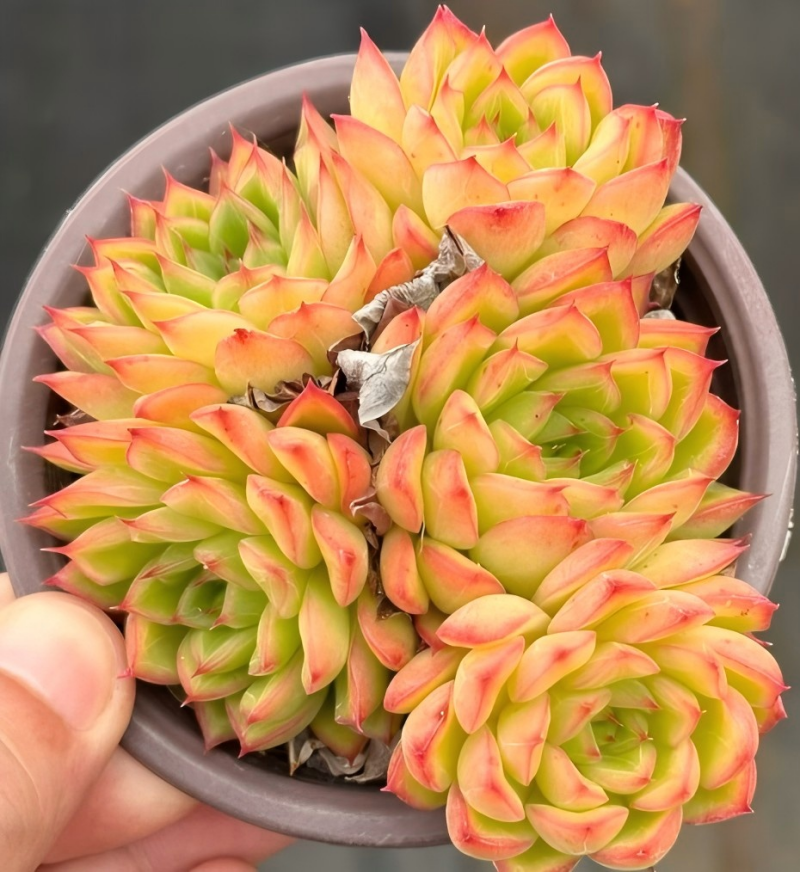 Succulent rosette cluster in a pot, with orange, yellow, and green tips