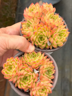 Golden Light cluster succulent rosettes in mixed orange, yellow, and green tones