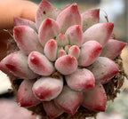 Pink echeveria succulent rosette with speckled red tips in a small pot