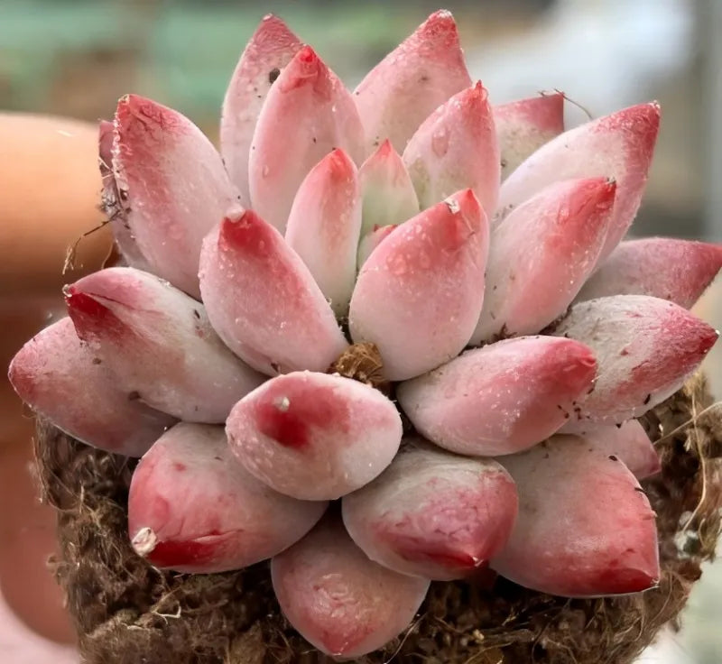 Pink echeveria succulent rosette with darker red tips in a soil-filled pot