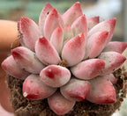 Pink echeveria succulent rosette with darker red tips in a soil-filled pot