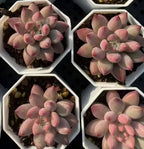Succulent echeveria rosette, pink and mauve, in white planters