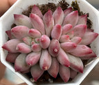 Echeveria succulent cluster with pale pink fleshy leaves and subtle green bases