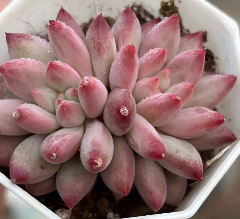 Echeveria succulent cluster of light pink teardrop leaves with small red tips