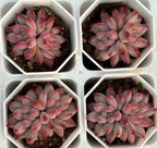 Echeveria succulent cluster with pale pink pointed leaves in a white pot