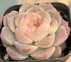 Echeveria rosette succulent in cream, peach, and light pink with curled leaves