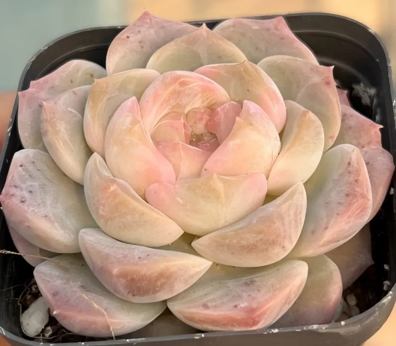 Echeveria rosette succulent in cream, peach, and light pink with curled leaves