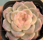 Echeveria rosette succulent, pale green and peach leaves with rosy tips