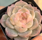 Echeveria rosette succulent with peach center and pale green outer leaves