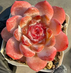 Red and peach echeveria rosette succulent with layered leaves in a pot