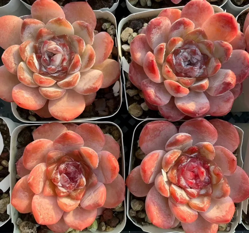 Orange-pink echeveria rosette succulent with layered leaves in small pots