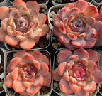 Orange-pink echeveria rosette succulent with layered leaves in small pots