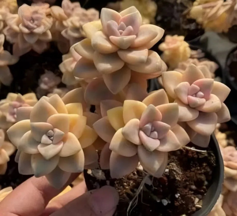 Variegated succulent rosettes in dark pot, soft peach-cream petals with pink blush
