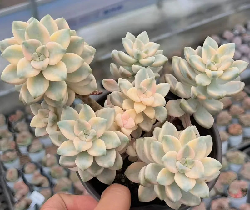 Variegated succulent rosettes in a dark pot, cream leaves with light pink centers