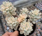 Variegated succulent cluster in dark pot, pale cream rosettes with pink-tinted tips