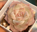 Succulent rosette with smooth layered leaves in cream, peach, and rose tones