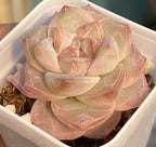 Layered succulent rosette with pale cream, peach, and dusty pink leaves