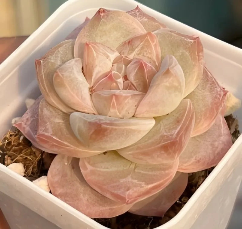 Layered succulent rosette with pale cream, peach, and dusty pink leaves