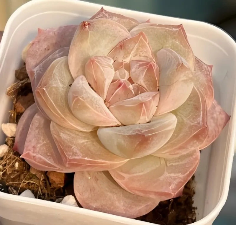 Echeveria Ice Diamond succulent rosette in layered cream and pink leaves