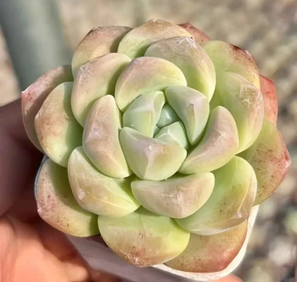 Echeveria Ice Green succulent rosette, pale green leaves with pink-edged tips