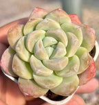 Echeveria Ice Green succulent in small pot, layered pale green leaves with rosy spots
