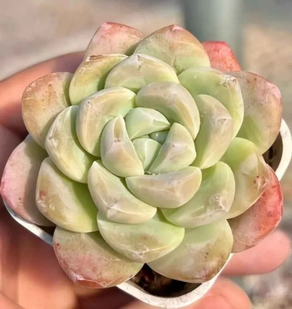 Echeveria Ice Green succulent in small pot, layered pale green leaves with rosy spots