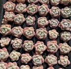 Echeveria Ice Green succulents in tray pots, pale green rosettes with pink edges