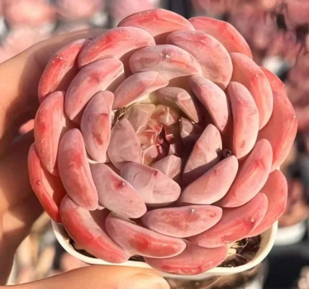 Pink and peach echeveria succulent rosette in pot