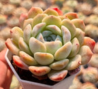 Echeveria succulent rosette in square pot, pale green leaves with peach tips
