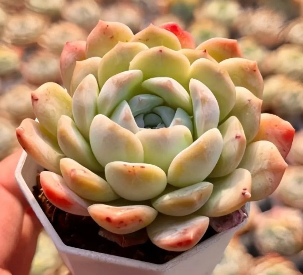 Echeveria succulent rosette in square pot, pale green leaves with peach tips
