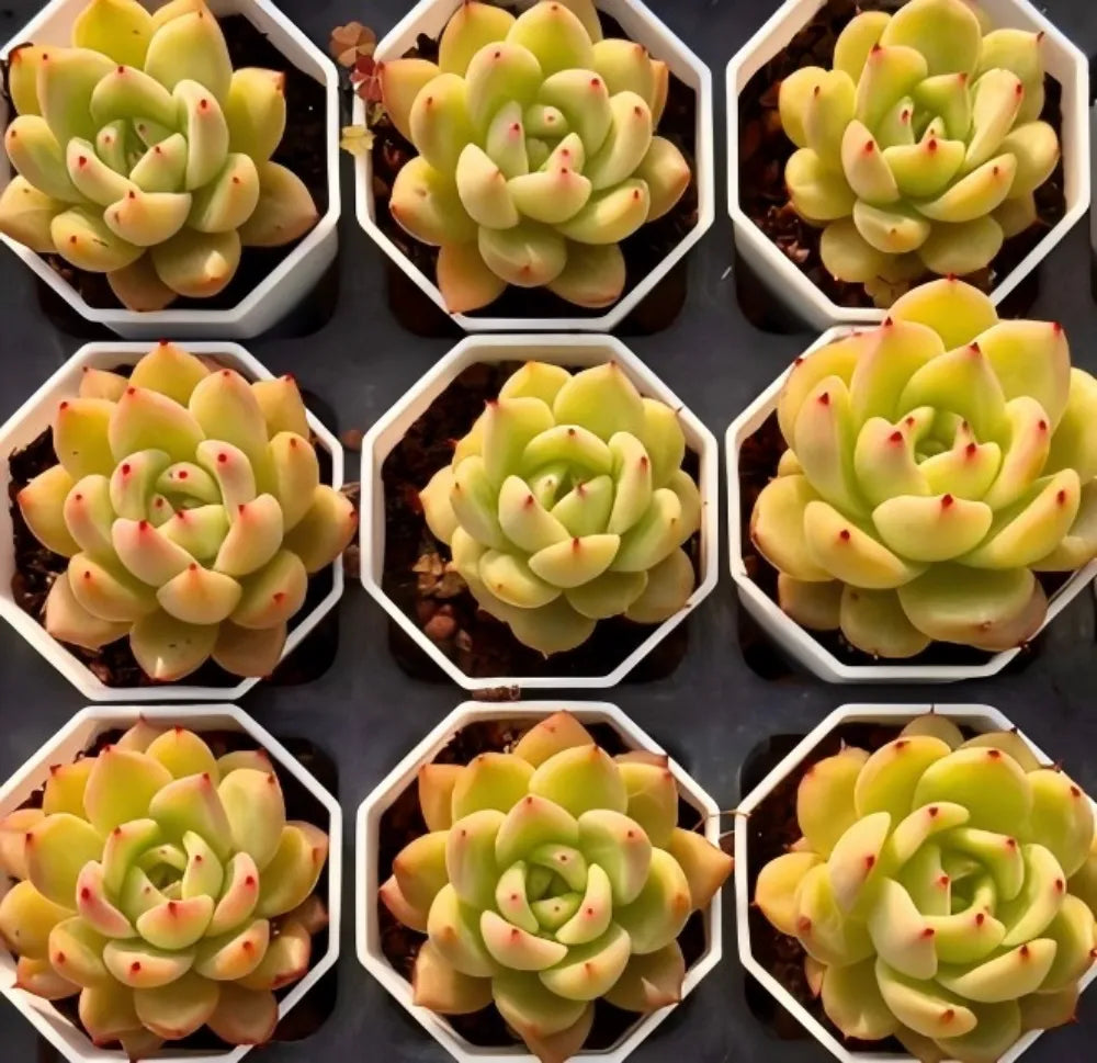 Mini potted echeveria rosettes in hexagonal trays, green centers with peach-red tips
