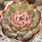 Succulent rosette in white pot with tight center and overlapping green and pink leaves