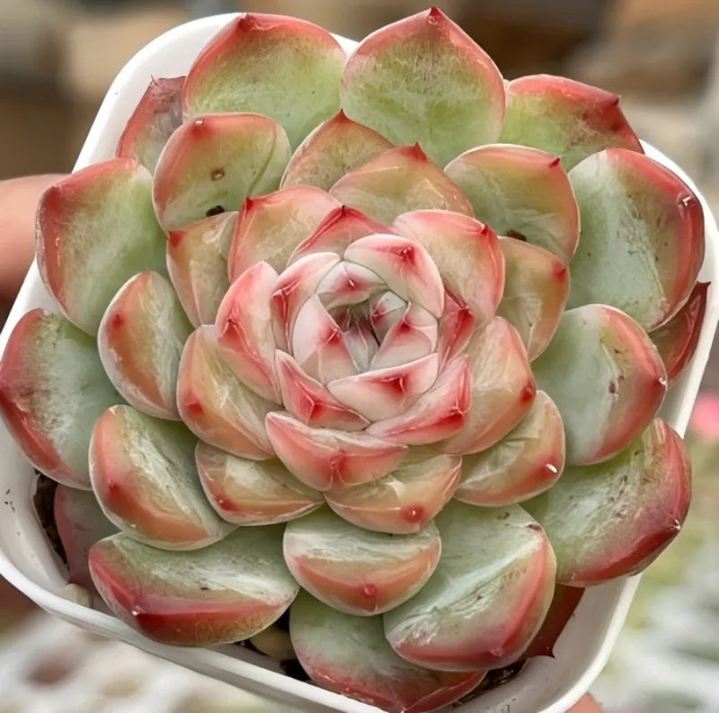 Succulent rosette in white pot with tight center and overlapping green and pink leaves