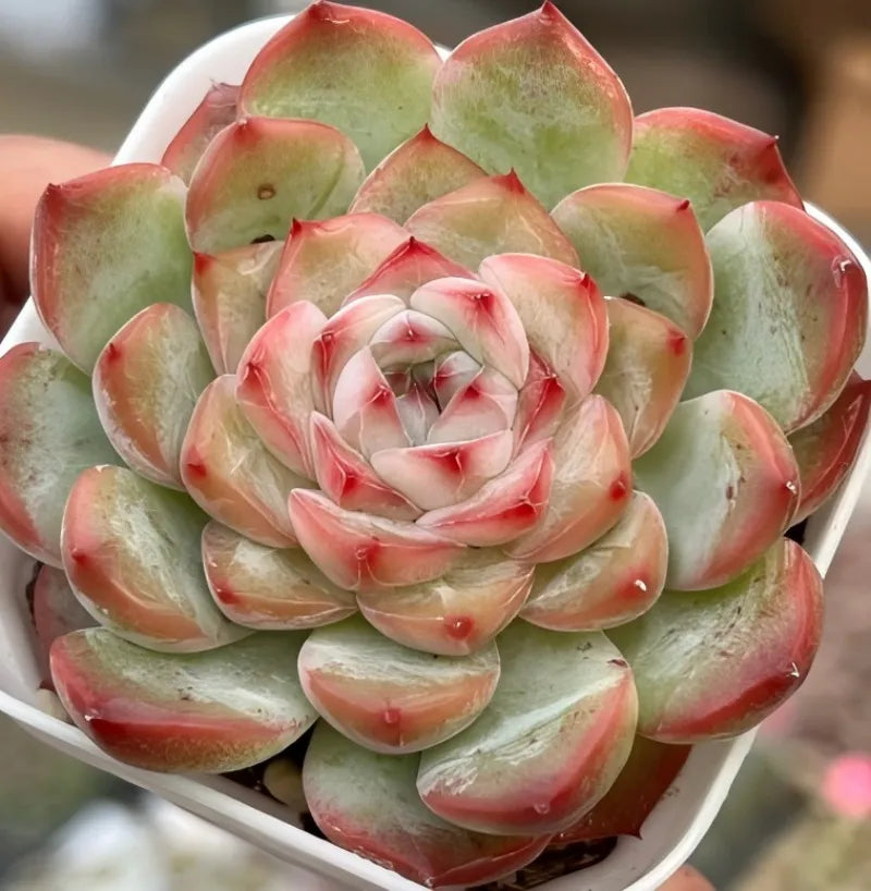 Succulent rosette in white pot with green leaves edged in pink and red tips
