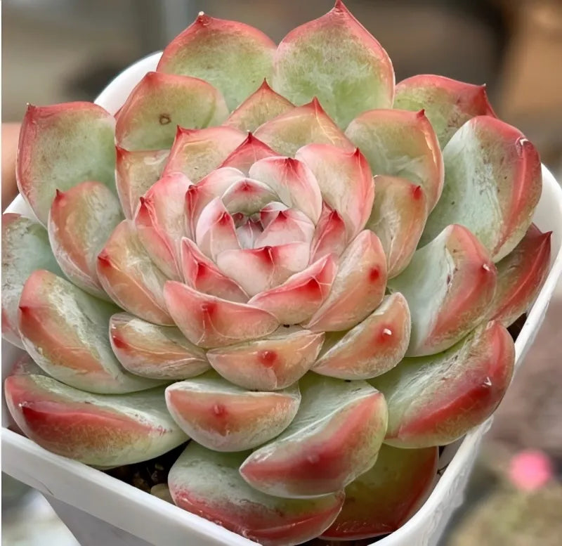 Succulent plant in a white pot with layered green and pink rose-like leaves