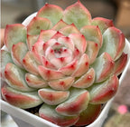Succulent plant in a white pot with layered green and pink rose-like leaves