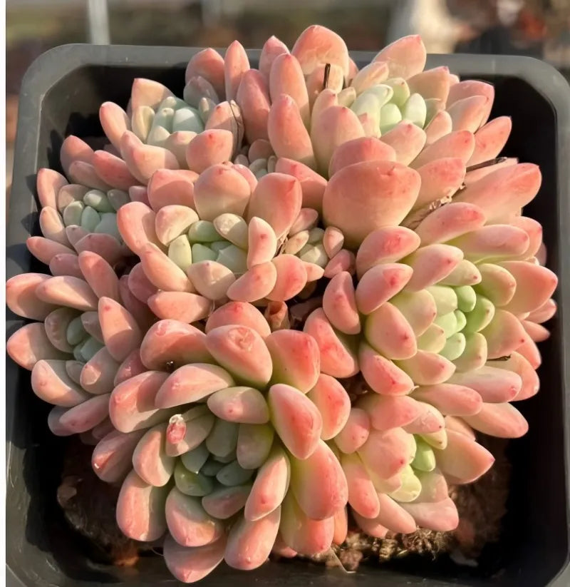 Echeveria succulent cluster in tray, peach and pink rosette leaves with green centers