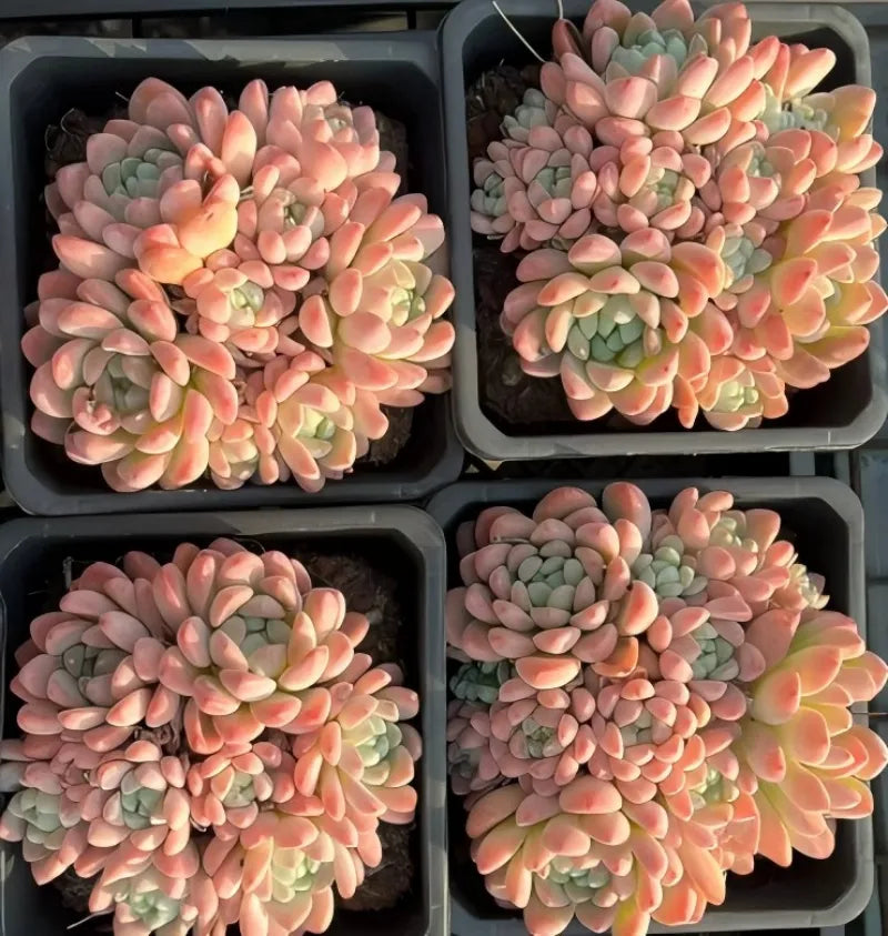 Four Echeveria succulent clusters in trays, peach-pink rosettes with green centers