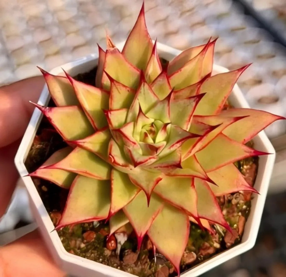 Echeveria Labyrinth succulent in white hexagonal planter, red-yellow pointed rosettes