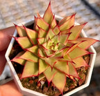 Echeveria Labyrinth succulent in white hexagonal planter, red-yellow pointed rosettes